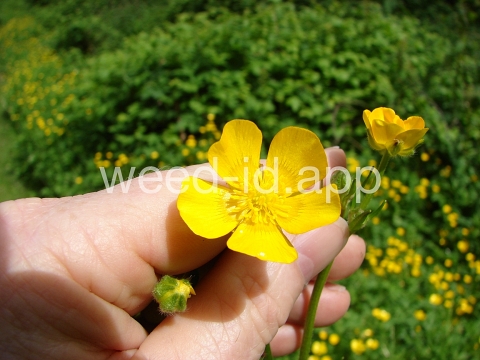 buttercup, creeping